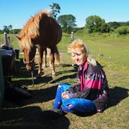 Islænder Jökull fra Terkelsbøl