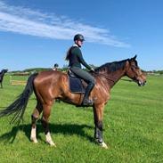 Dansk Varmblod Lonely heart