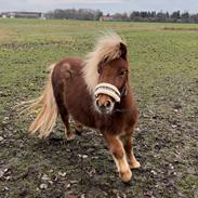 Shetlænder Lundsbjerggårds classic