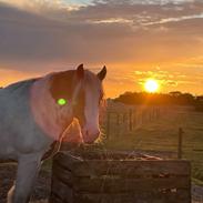 Irish Cob Stormy