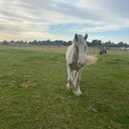 Irish Cob Stormy