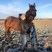 Trakehner Playboy Af Solbjerggaard