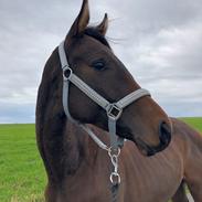 Trakehner Playboy Af Solbjerggaard