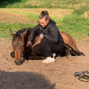 Trakehner Playboy Af Solbjerggaard