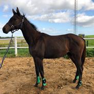 Trakehner Playboy Af Solbjerggaard