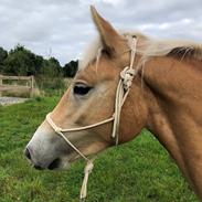 Haflinger Ålebækgårds Beatles