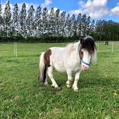 Shetlænder Mini