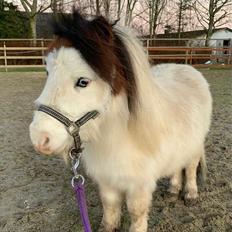 Shetlænder Mini