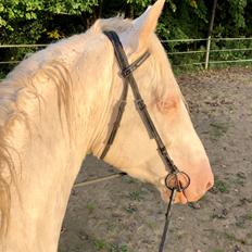 Palomino Kjaergaards Optimus Prime