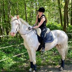 Palomino Kjaergaards Optimus Prime