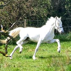 Pura Raza Española ISLA(Aslan)