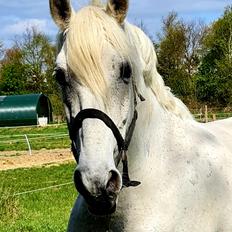 Pura Raza Española ISLA(Aslan)