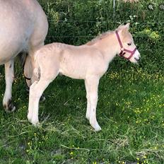 Fjordhest Freyr vangkilde