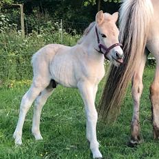 Fjordhest Freyr vangkilde