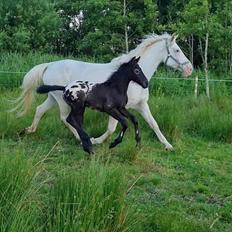 Anden særlig race Keldbækgårds Ka' Rock [Solgt]