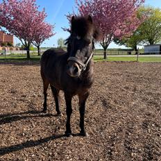 Welsh Pony (sec B) Chili