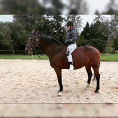 Hollandsk Varmblod Victorie