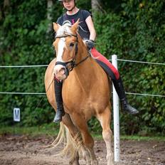 Haflinger Nastor 
