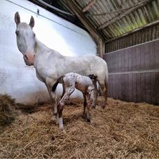 Knabstrupper Ingemanns Aruba