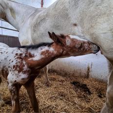 Knabstrupper Ingemanns Aruba