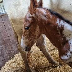 Knabstrupper Ingemanns Aruba