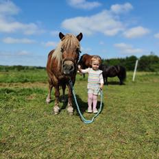 Shetlænder Bella Donna Morsbøl ( Dulle )