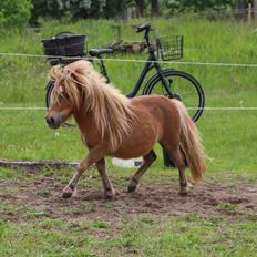 Shetlænder Maya