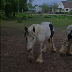 Irish Cob Nohr Clogheen