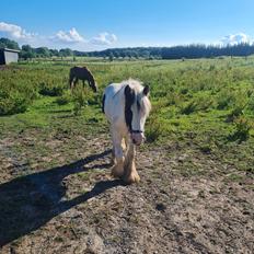 Irish Cob Nohr Clogheen