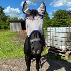 Anden særlig race Højlunds Abel