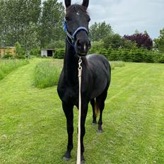 Anden særlig race Højlunds Abel