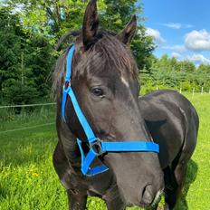 Anden særlig race Højlunds Abel