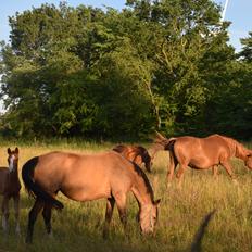 Welsh Partbred (Sec F) Catwalk E