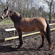 Welsh Partbred (Sec F) Catwalk E