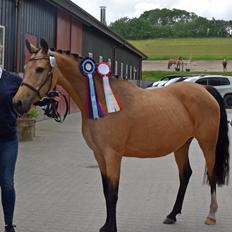 Welsh Partbred (Sec F) Catwalk E