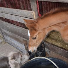 Tysk Sportspony Fredens New Dawn