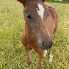 New Forest AMB Horses Lua Cheia