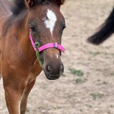 New Forest AMB Horses Lua Cheia