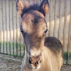 Islænder Vikivaki fra Østervang 