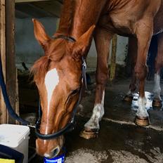 Holstener Nouvel artiste z