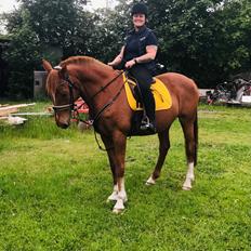 Holstener Nouvel artiste z