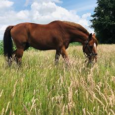 Holstener Nouvel artiste z