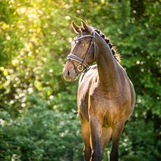 Knabstrupper Ingemanns Tahiti