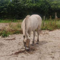 Fjordhest Oblings Nobellis