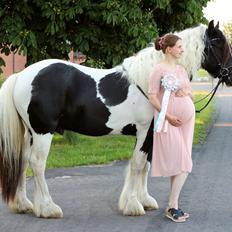 Tinker Guldberg's acino