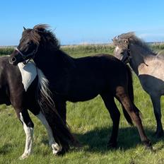 Islænder Hrímdís fra Havgaarden