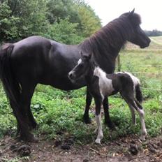 Islænder Magnús fra Liltoft