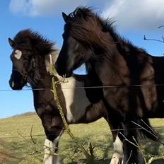 Islænder Magnús fra Liltoft