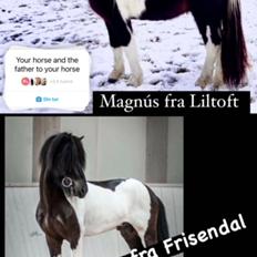 Islænder Magnús fra Liltoft