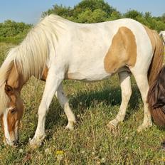 Islænder Hylling fra Ulvehave